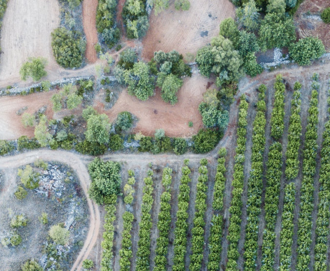 Aerial view of rows of trees and dry land