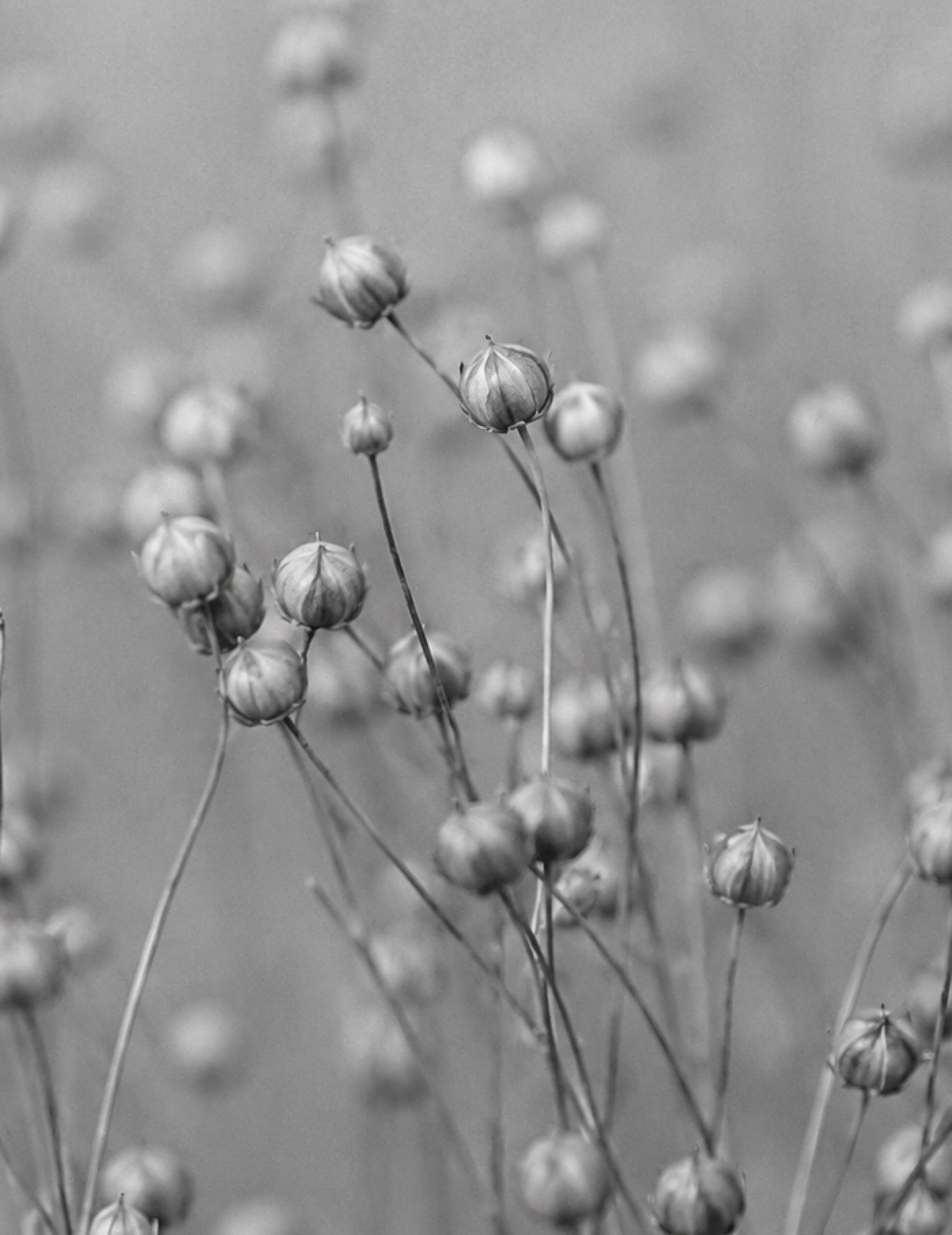 Linen